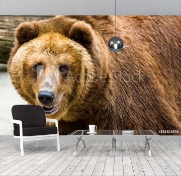 Picture of Brown bear
